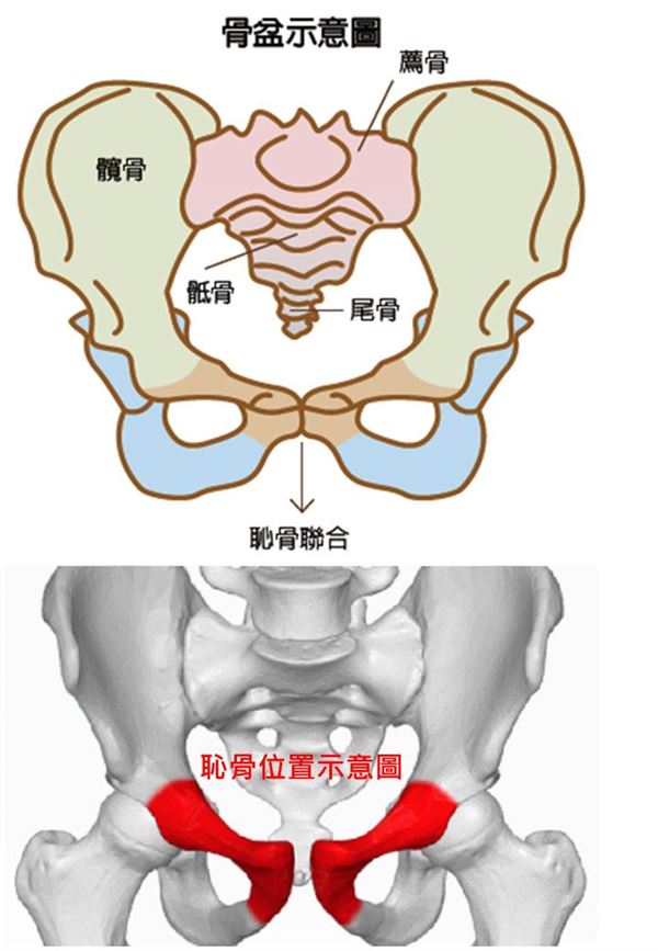耻骨位于骨盆的前方,左右两块耻骨在骨盆髋骨前正中处连接,形成固定