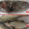 中市抽檢魚含制菌劑　恐影響腎功能