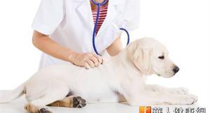 感染心絲蟲不治療　小型犬2月恐亡