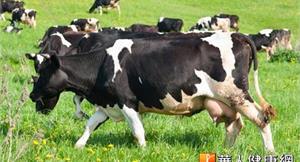 乳牛愛吃亞麻籽　牛奶營養更加分