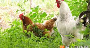 首例！大陸禽流感H7N9傳2死
