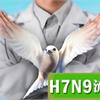 上海爆H7N9群聚　不排除人傳人