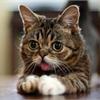世界最萌猫 ！英媒：Lil Bub