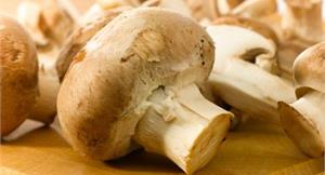 吃蘑菇促進新陳代謝　增強免疫力