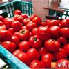 提升免疫力吃番茄　注意飲食7原則