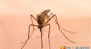 夏季防蚊妙招　8種方法驅蚊蟲 