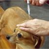 打狂犬病疫苗增　寵物十大預防保健