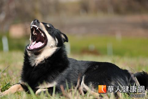 狂犬病毒不耐高溫　誤食不必太緊張