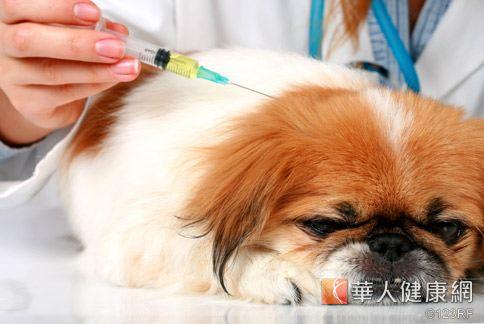 狂「犬」首例！未打疫苗半年染2成