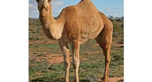去中東別碰駱駝！傳駱駝染冠狀病毒