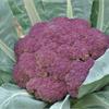 超讚！紫花椰膳食纖維是綠花椰6倍