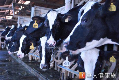 乳牛養殖是一辛苦產業，酪農業者一步一腳印，替台灣找出新出路。（攝影／賴羿舟）