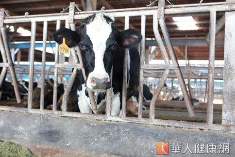 選擇優質荷蘭乳牛很重要，不僅泌乳量大，更能綿延繁殖。（攝影／賴羿舟）