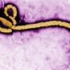 當伊波拉「溢」出非洲　必知6件事