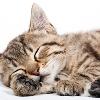 貓低血鉀性多發性肌病　懶洋洋非幸福
