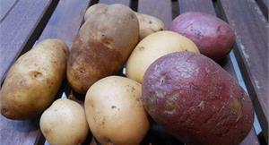 馬鈴薯連皮吃　紫紅色防癌效果更讚