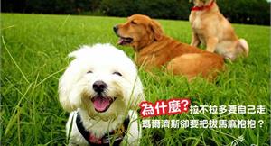 捧在手心裡！小型犬過度保護害健康