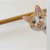 貓咪不需要刷牙？破解養寵物8迷思
