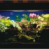 室內魚缸耕作　超新奇生態式水族箱