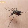 南部埃及斑蚊中斷式吸血　傳染力較強