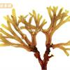 珊瑚草是海底燕窩　巧吃補血又排毒