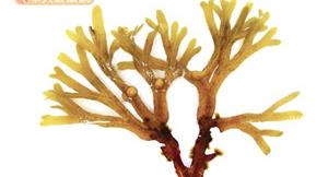 珊瑚草是海底燕窩　巧吃補血又排毒