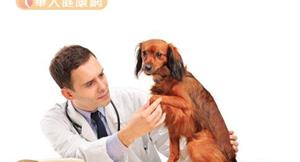 犬貓犬蛔蟲入腦　易引發阿茲海默症