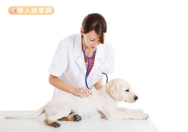狗狗莫名流鼻水 恐是罹患口鼻呼吸器官疾病 華人健康網