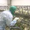 H5N2延燒！彰化南投兩養雞場又淪陷