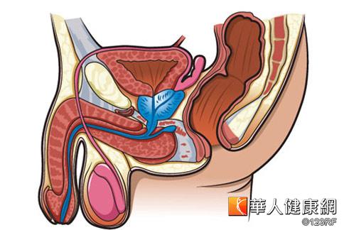 扁攝護腺癌醫師需測psa與肛門指檢