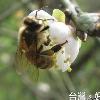 天空下黃金雨？！原是臨來「蜂」排遺