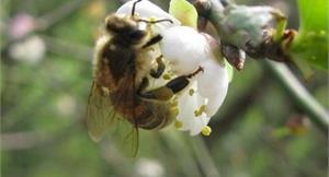 天空下黃金雨？！原是臨來「蜂」排遺