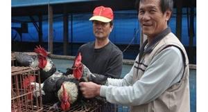 禽流感陰影！台南肉雞銷路減價格跌