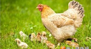 彰化漏夜銷毀6千雞隻　防止禽流感延燒