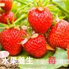 春季水果養生　不能「莓」有它！