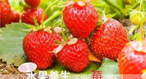 春季水果養生　不能「莓」有它！