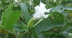 毒蛋「花」湯！3人誤食曼陀羅險喪命