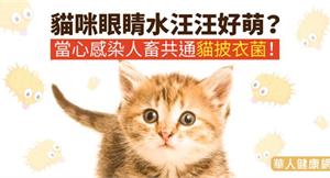 貓咪眼睛水汪汪好萌？當心感染人畜共通貓披衣菌！