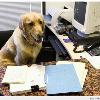 有「犬」萬事足！帶狗上班能減低壓力