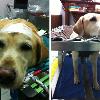 拉不拉多犬癱瘓　針灸治療一個月後能走路