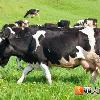 狂牛症人畜共通　發病平均一年內死亡