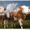 美國農業部：加州狂牛症為非典型個案