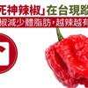 「死神辣椒」在台現蹤！吃辣椒減少體脂肪，越辣越有效？