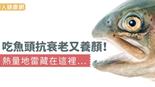 吃魚頭抗衰老又養顏！熱量地雷藏在這裡…