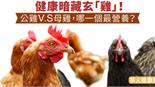 健康暗藏玄「雞」！公雞VS母雞，哪一個最營養？