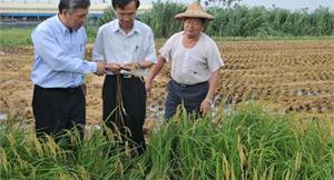 南部豪雨農損　啟動災害稻穀收購機制