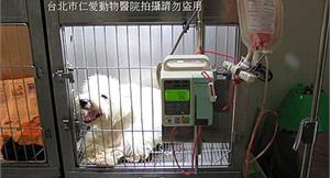 獸醫：寵物輸血非萬能　僅暫時救命