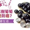 紫寶石樹葡萄能抗老防癌？神奇關鍵在這…