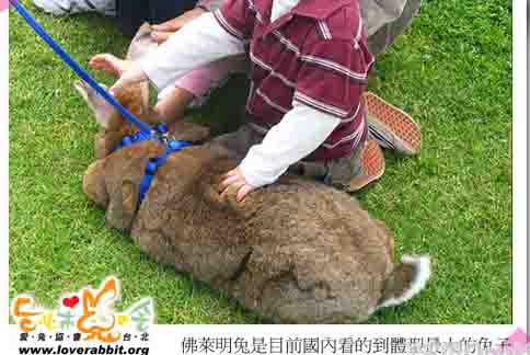 農委會：寵物兔繁殖買賣　依動物保護法