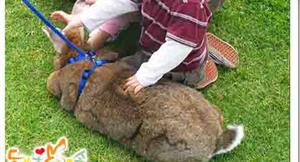 農委會：寵物兔繁殖買賣　依動物保護法